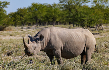The southern white rhinoceros or southern white rhino (Ceratotherium simum simum) Etosha National...