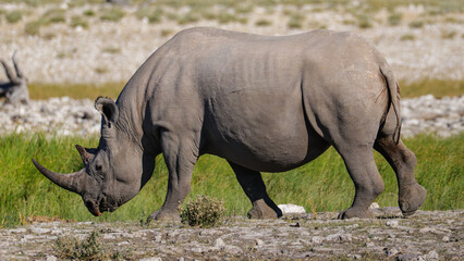 Fototapeta premium The southern white rhinoceros or southern white rhino (Ceratotherium simum simum) Etosha National Park Namibia