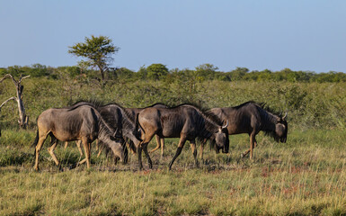 Wildebeest also called gnu are antelopes of the genus Connochaetes and native to Eastern and Southern Africa