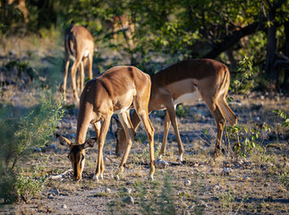 The springbok or springbuck (Antidorcas marsupialis) is an antelope found mainly in south and southwest Africa