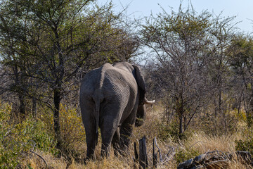Obraz premium African elephants, Loxodonta. Etosha National Park in Namibia