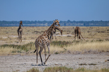 Fototapeta premium The Angolan giraffe (Giraffa angolensis or Giraffa camelopardalis angolensis or Giraffa giraffa angolensis), also known as the Namibian giraffe or smokey giraffe, Etosha National Park