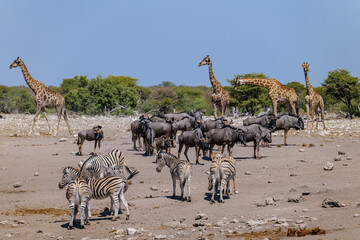 Wildlife in Etosha National Park In Namibia, giraffes, springboks, wildebeests, zebras © Pawel 