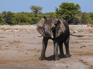 Fototapeta premium African elephants, Loxodonta. Etosha National Park in Namibia