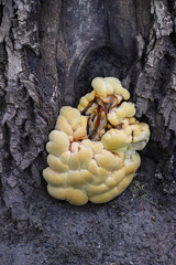 Closeup of young yellow crab-of-the-woods bracket fungus on a tree trunk