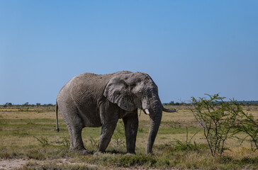 Obraz premium African elephants, Loxodonta. Etosha National Park in Namibia