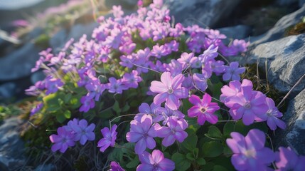 Obraz premium Purple flowers of katakuri basking in the spring sun