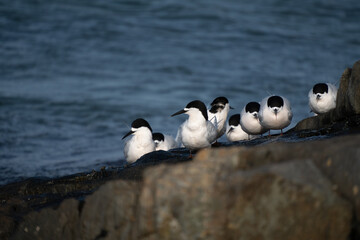 White-fronted tern (Sterna striata) colony in Bluff, New Zealand. Terns nest on rocks in large colonies.