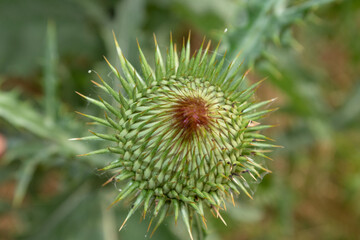 Onopordum acanthium Scotch Thistle