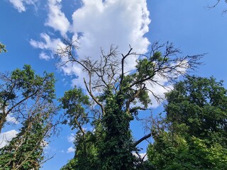 blauer Himmel, Wolken und Baumkronen in Berlin Treptow/Köpenick