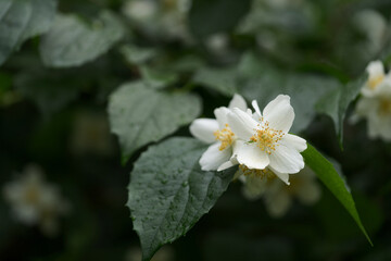 blooming jasmine flowers closeup on a summer day after the rain