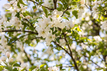 Beautiful blooming flower buds of apple tree branch on a sunny day, blue sky in the background.