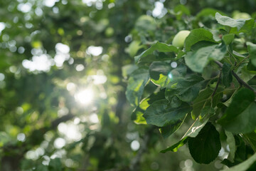 Obraz premium Green apples on a tree in late summer closeup