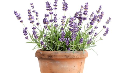 Fototapeta premium Vibrant Lavender Plant in Rustic Terracotta Pot,Blooming Flowers for Indoor or Outdoor