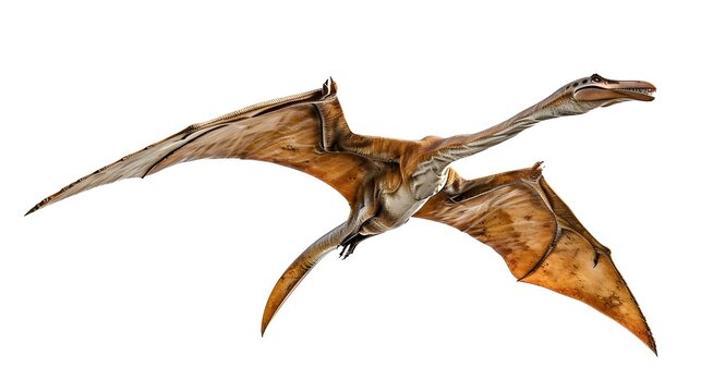 Majestic Pteranodon Soaring Gracefully Against White Backdrop