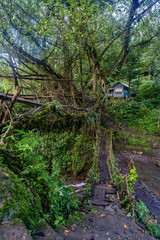 Beautiful Natural Double Decker Living Root Bridge. The legendary double-decker root bridge at Nongriat village near Cherrapunji, in northeast India's Meghalaya State