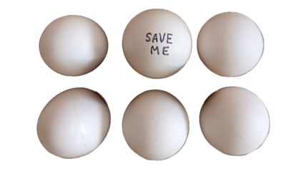 Six eggs in a group and one of them has a slogan as "Save Me" - No Background
