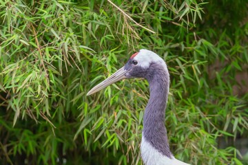 la Grue de Mandchourie surveille le nid 
