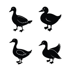 vector black silhouettes of duck in dif 
