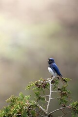 オオルリのソングポスト