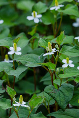 綺麗に咲いたドクダミの花