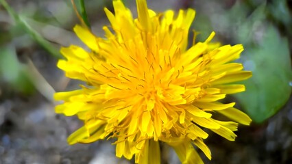 Beautiful closeup of a yellow flower background