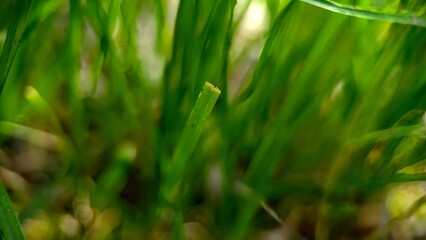 Grass closeup background