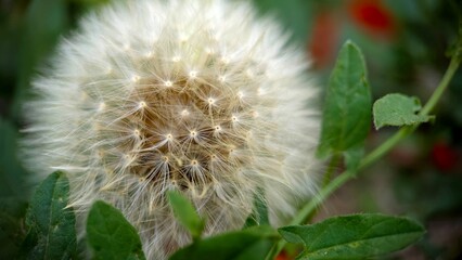 Dandelion head closeup background