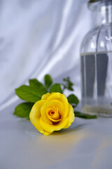 Yellow rose and glass vase with white satin backdrop. Close-up yellow rose flower with glass vase for concept of home decor, minimal, art, and still-life. Yellow flower for decorative and gift cards.