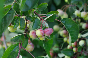 Wild small red apples on branch in autumn. Abstract fall natural background. Rich harvest. Farming, agriculture concept. Harvesting of ripe fruits. Rural garden. Crab Apple Malus.