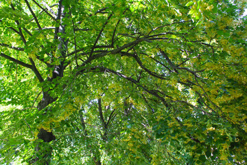 linden trees with green leaves and yellow spring flowers