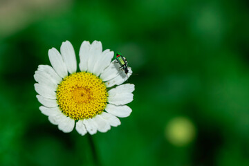 A daisy flower with an insect on a green background, close up, macro photography