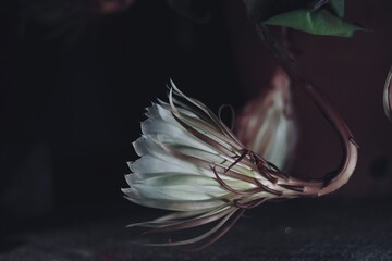 Queen of Night flower started blooming
