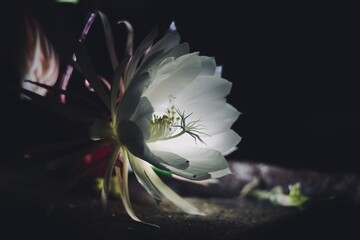 Fully bloom Queen of Night flower
