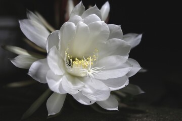 Queen of Night flower with dark background
