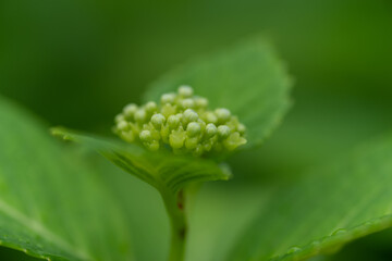 紫陽花のつぼみをマクロレンズで撮影
