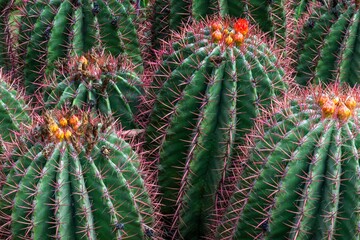 close-up view of cactus and in the scenic Anima Garden in Marrakesh