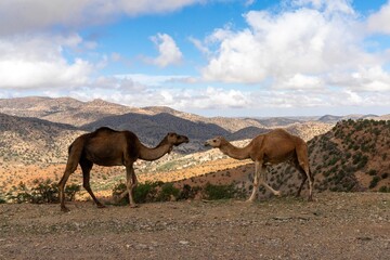 dromedary camels walking along a road in the Atlas mountains of southern Morocco