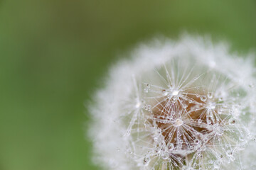 Fototapeta premium 雨に濡れたタンポポの綿毛