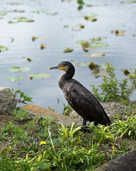Cormorán negro japonés frente a lago del parque Ueno de Tokio