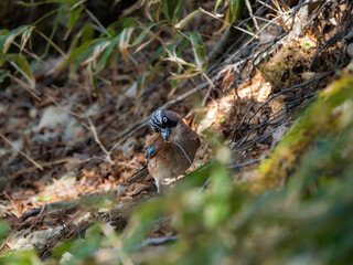 森の中で地面に降りて巣材を見つけてくわえているカケス