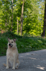 A white dog sitting in from of a green forest background.