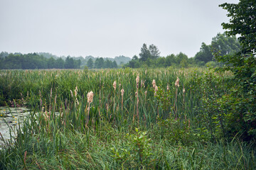Pałka wąskolistna, Typha angustifolia, L. © Marcin Łazarczyk