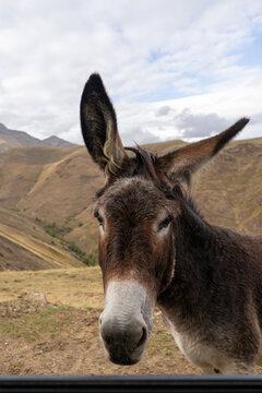 Asno en Pirineos