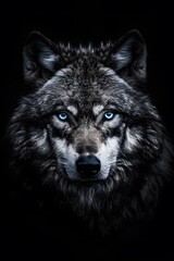 a portrait of a wolf with blue eyes and black background © Marc Kunze