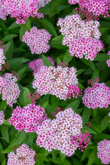 綺麗に咲いたピンク色のシモツケの花