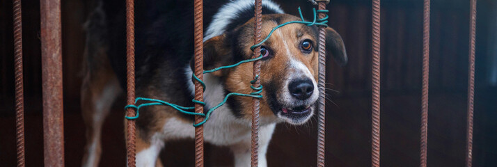 Stray dog in animal shelter waiting for adoption. Portrait of homeless dog in animal shelter cage.