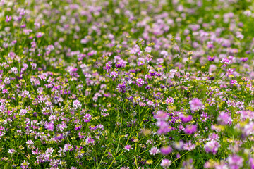 a field of purple flowers with green grass
