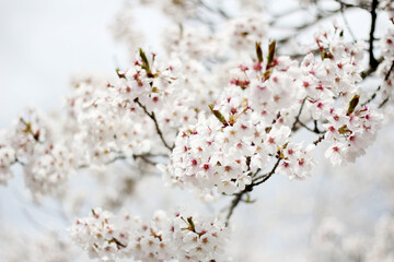 tree blossom