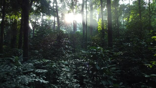 Walk through dense forests as the sun peeks through the trees in summer. The rays illuminate the green forest. Cifor, IPB University Bogor research forest, Indonesia.